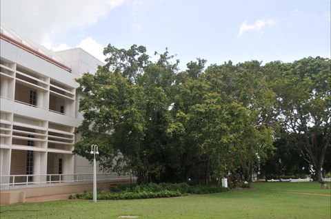 State Square Banyan Tree - Accommodation Australia 0