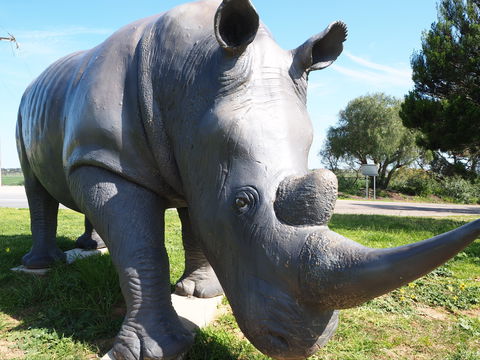 Tailem Bend Rhino Park And Dickson Reserve - Accommodation Australia 0