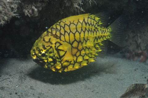 The Seaway Dive Site - Accommodation Australia 2