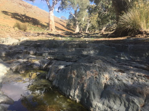 Three Creeks Station -Arkaroona Creek Walk - Accommodation Australia 0