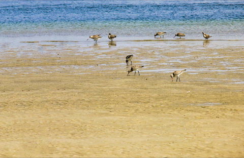 Towra Beach - Local Tourism 0