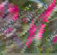 Warawee Circuit Walk to  Trigger Plant Track - Local Tourism