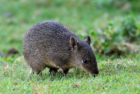 Warrawong Wildlife Sanctuary - Local Tourism 1