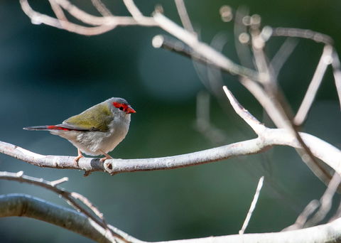 Warrawong Wildlife Sanctuary - Local Tourism 2