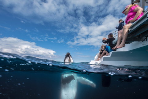 Whale Watching - Bed n Breakfasts 2