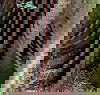 Wingham Brush Nature Reserve