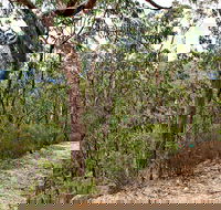 Yango Walking Track - Accommodation Australia