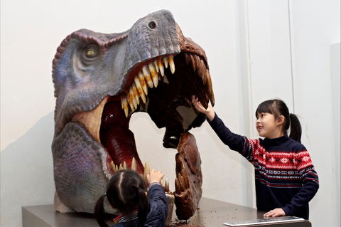 Australian Museum - Accommodation Australia 0