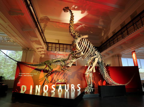 Australian Museum - Accommodation Australia 2
