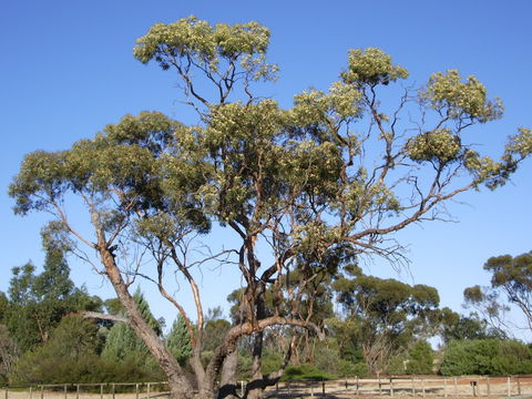 Australian Inland Botanic Gardens - Accommodation Australia 1