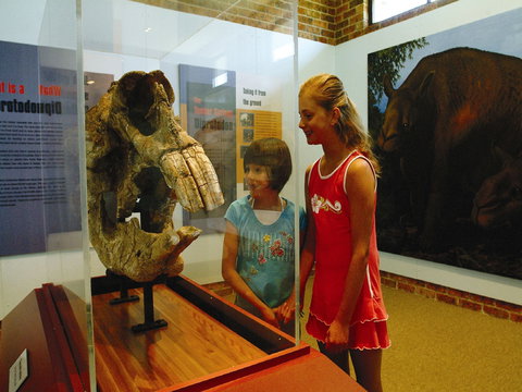 Australian Museum Diprotodon Exhibition: Closed For Building Repair July August - Australia Shopping 0