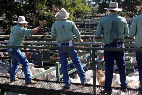 Blackall Saleyards - Local Tourism 2