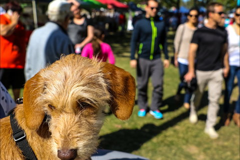 Burleigh Art And Craft Markets - Local Tourism 2