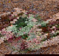 Coorow Wreath Flowers - Local Tourism