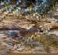 Cycle Mogo State Forest - Local Tourism