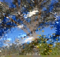 Euroa Arboretum - Accommodation Australia