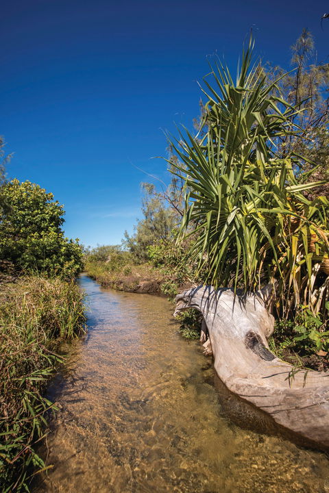 Freshwater Creek Track, Byfield National Park - Local Tourism 2