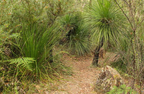 Grass Tree Circuit - Accommodation Australia 0
