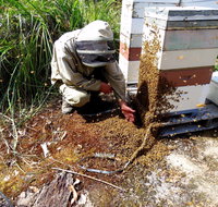 Honey Tasmania - The Beehive - Accommodation Australia