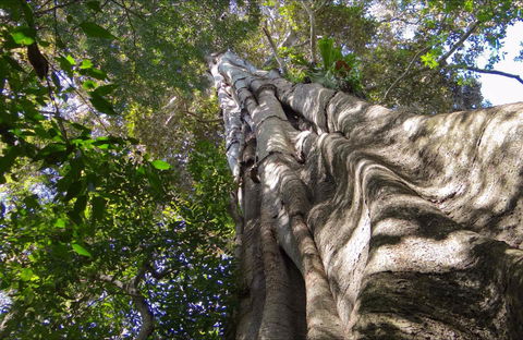 Moore Park Nature Reserve - Local Tourism 0
