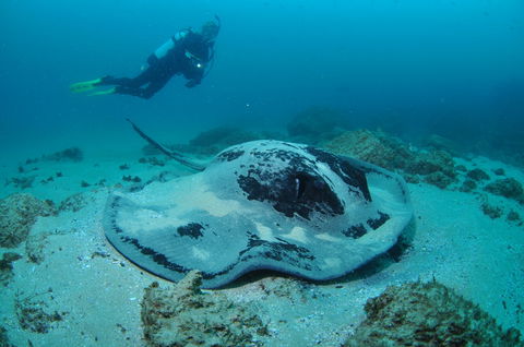 Nine Mile Reef Dive Site - Accommodation Australia 1