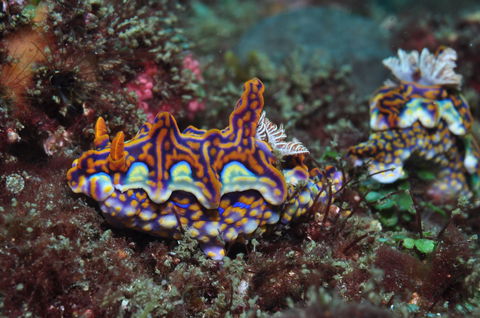 Nine Mile Reef Dive Site - Accommodation Australia 2