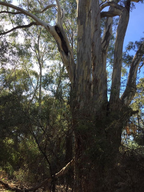 Northern Beaches - Accommodation Australia 0