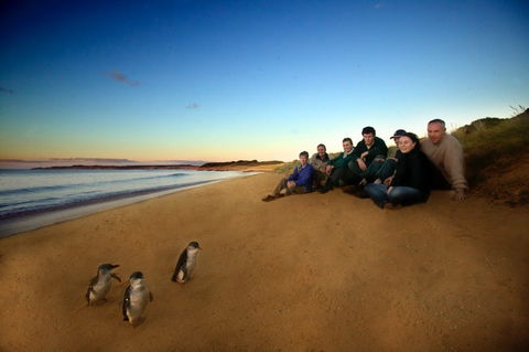Phillip Island - Local Tourism 2