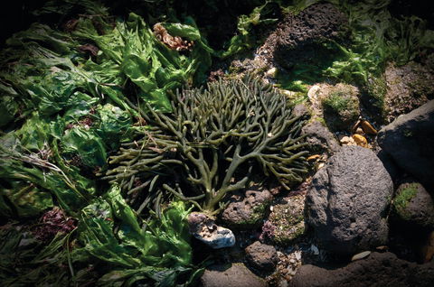 Point Cook Marine Sanctuary - Accommodation Australia 2