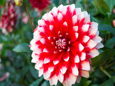 Portland Botanical Gardens - Bed n Breakfasts 1
