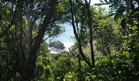 Rainforest Walking Track, Hat Head National Park - Local Tourism 0