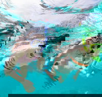 Snorkel Hat Head Creek - Local Tourism