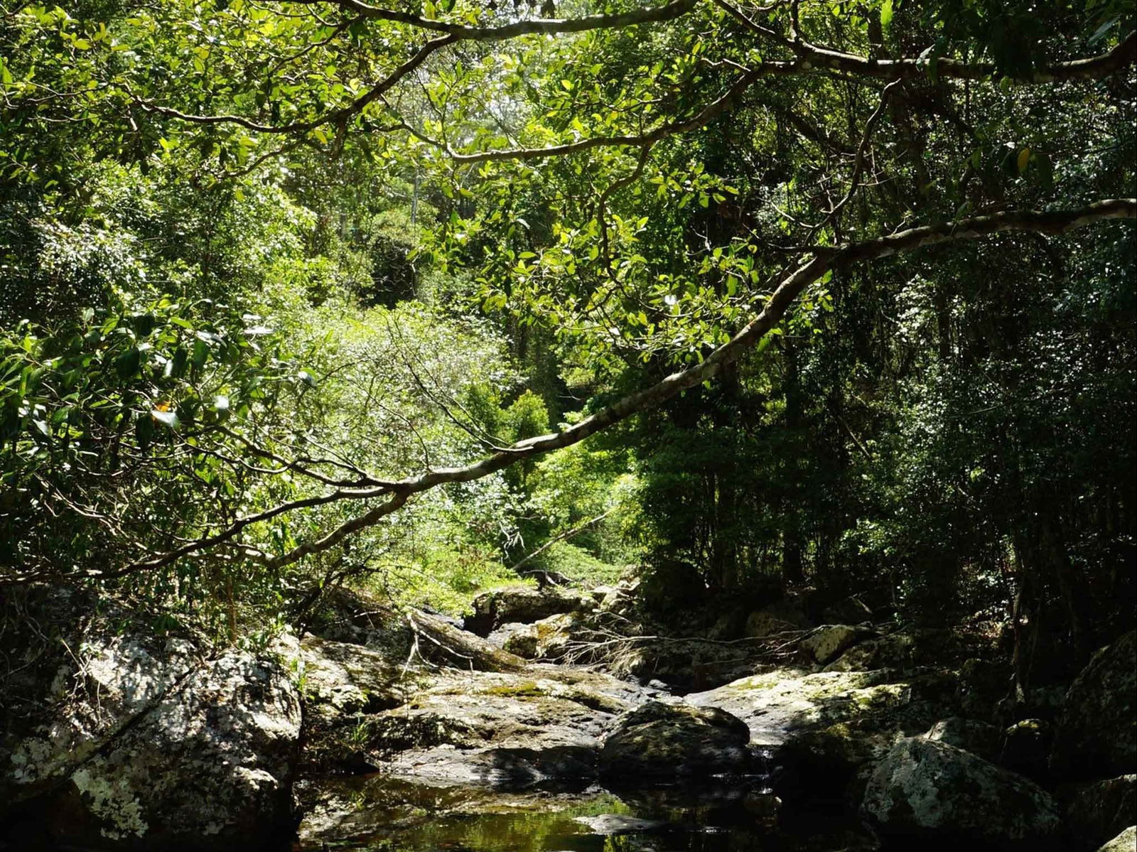 Witta QLD Local Tourism