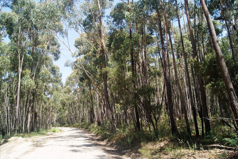 Alfred National Park - Australia Shopping 2
