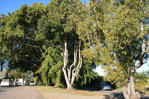 Anzac Avenue Memorial Trees, Beerburrum - Accommodation Australia 0