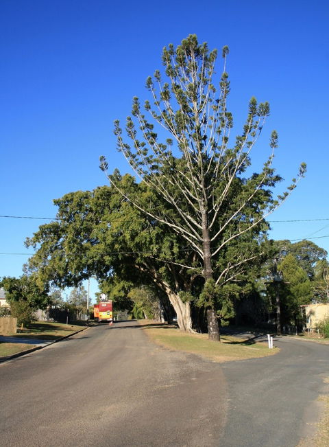 Anzac Avenue Memorial Trees, Beerburrum - Accommodation Australia 1