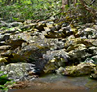 Booyong Walking Track - Local Tourism