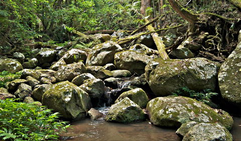 Booyong Walking Track - Local Tourism 0