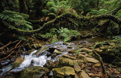 Budderoo National Park - Accommodation Australia 0