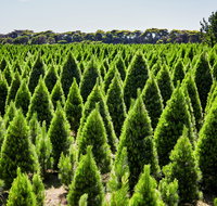 Christmas Tree Farm - Accommodation Australia