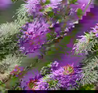 Ethel Daw Scenic Drive - Australia Shopping