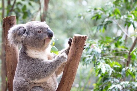 Featherdale Wildlife Park - Accommodation Australia 1