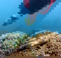 Geoffrey Bay Snorkel Trail - Local Tourism
