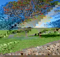 Historic Dry Stone Walls Kiama - Accommodation Australia