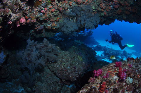 Hutchinson Shoal Dive Site - Local Tourism 0
