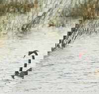 Little Llangothlin Picnic Area - Australia Shopping