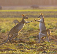 Mary River Area - Accommodation Australia