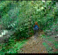 Mount Cougal Springbrook National Park - Local Tourism