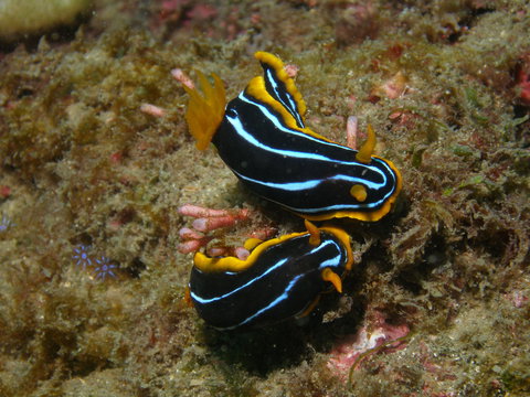 Mudjimba (Old Woman) Island Dive Site - Bed n Breakfasts 1