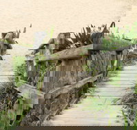 Pebbly Beach to Snake Bay walking track - Local Tourism